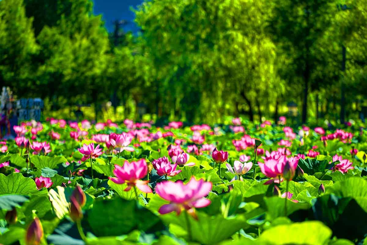 세미원 전경