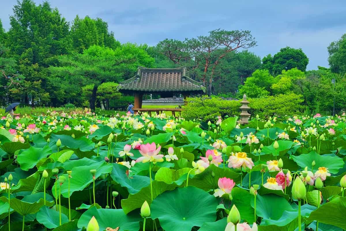 세미원 연꽃 전경 세미원 연꽃 전경