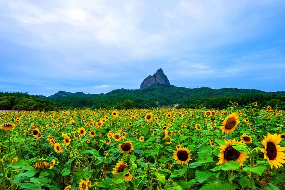마이산 해바라기 군락지 마이산 해바라기 군락지