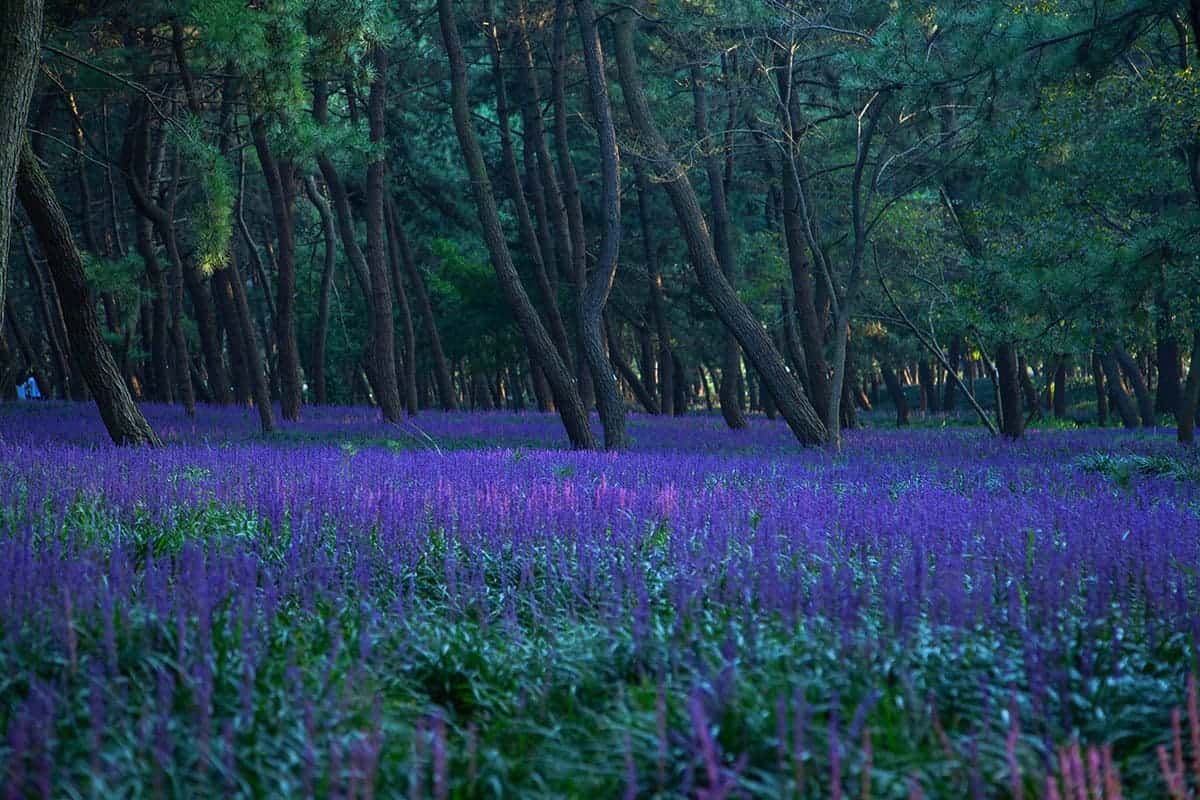 장항송림산림욕장 솔숲 장항송림산림욕장 솔숲
