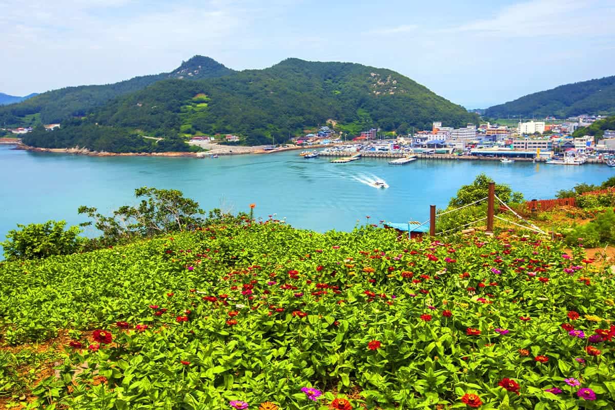 쑥섬 백일홍 풍경 쑥섬 백일홍 풍경