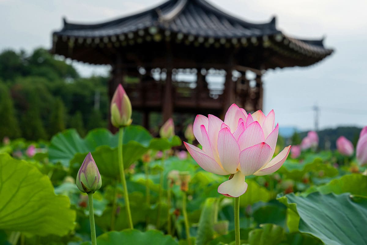 함안 연꽃 테마파크 여름철 풍경 함안 연꽃 테마파크 여름철 풍경