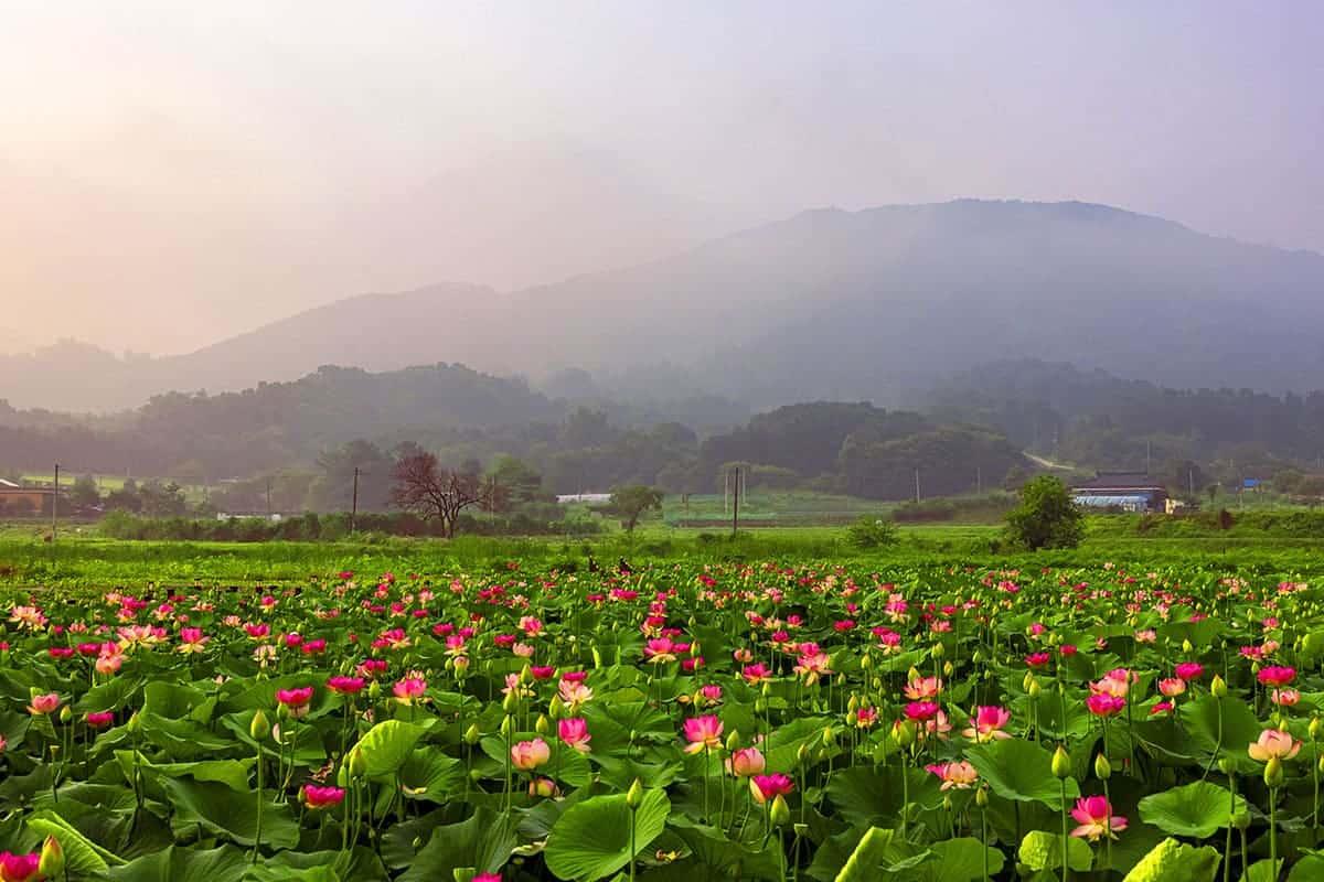 울미연꽃마을 명산저수지  