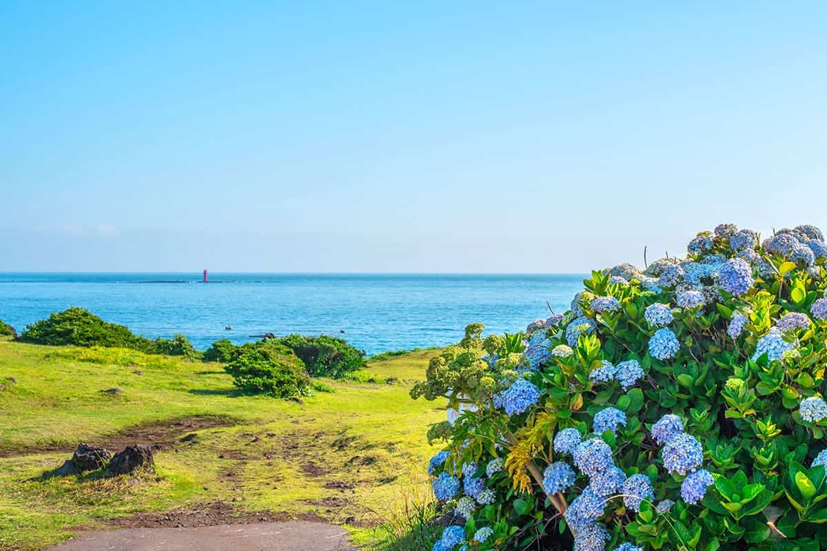 제주 수국과 바다 풍경 / 사진=게티이미지뱅크 제주 수국과 바다 풍경 / 사진=게티이미지뱅크