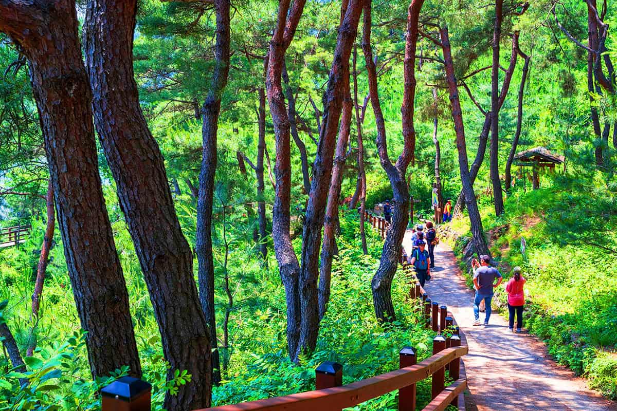 괴산산막이옛길 송림 산책로 괴산산막이옛길 송림 산책로