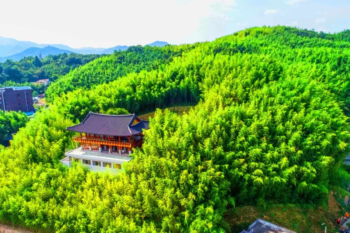 죽녹원 휴양림 항공샷 죽녹원 휴양림 항공샷