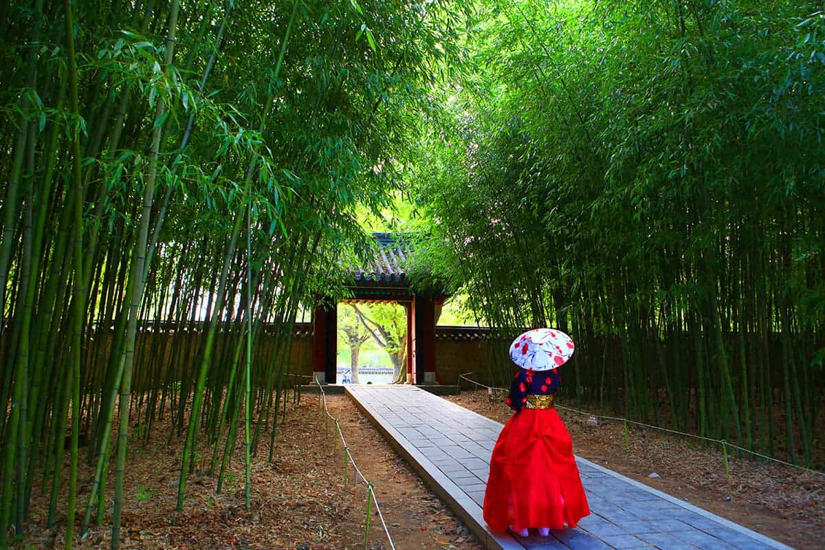 경기전 죽림숲을 걷는 여인 경기전 죽림숲을 걷는 여인
