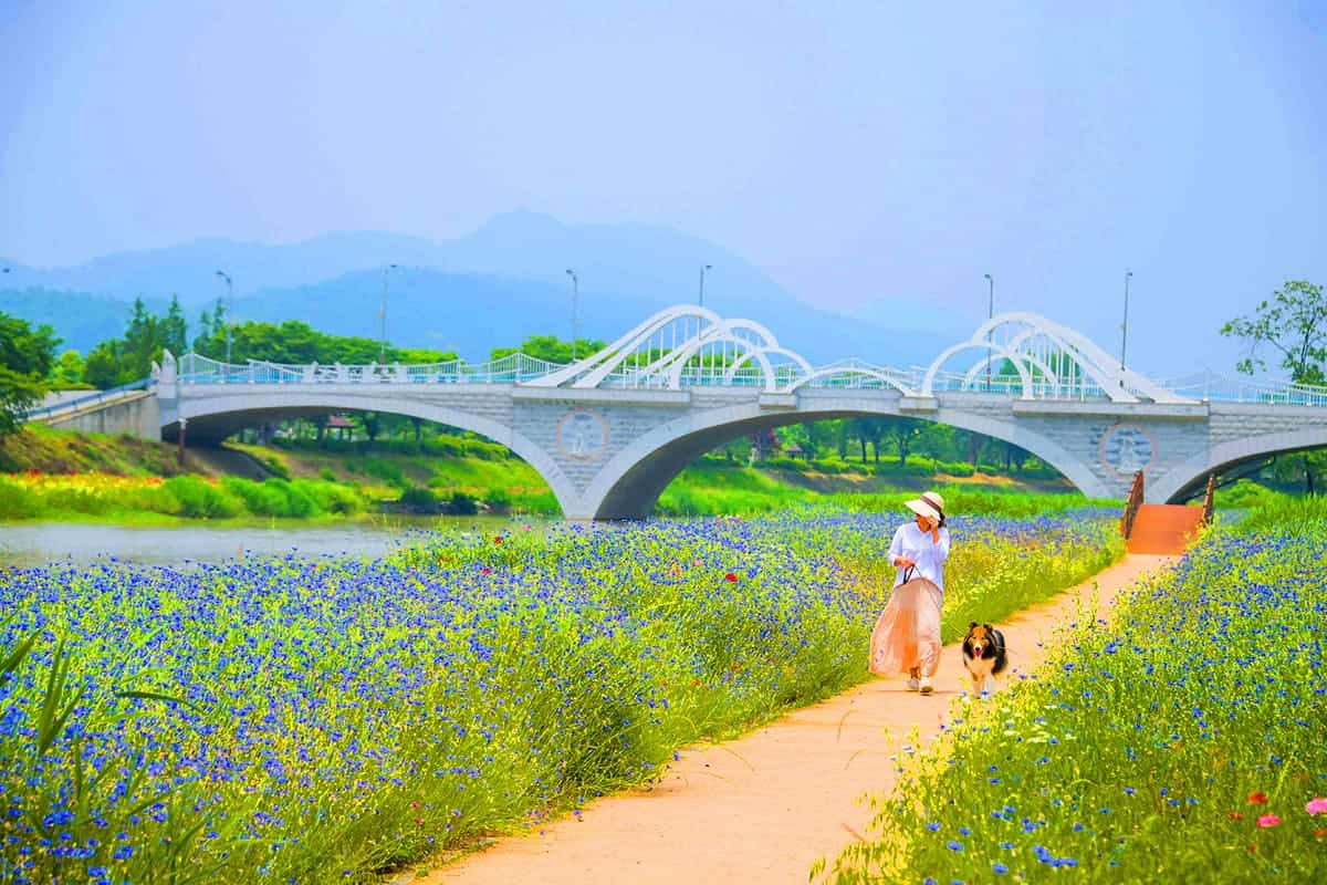 반려견과 오수의견관광지 산책 반려견과 오수의견관광지 산책