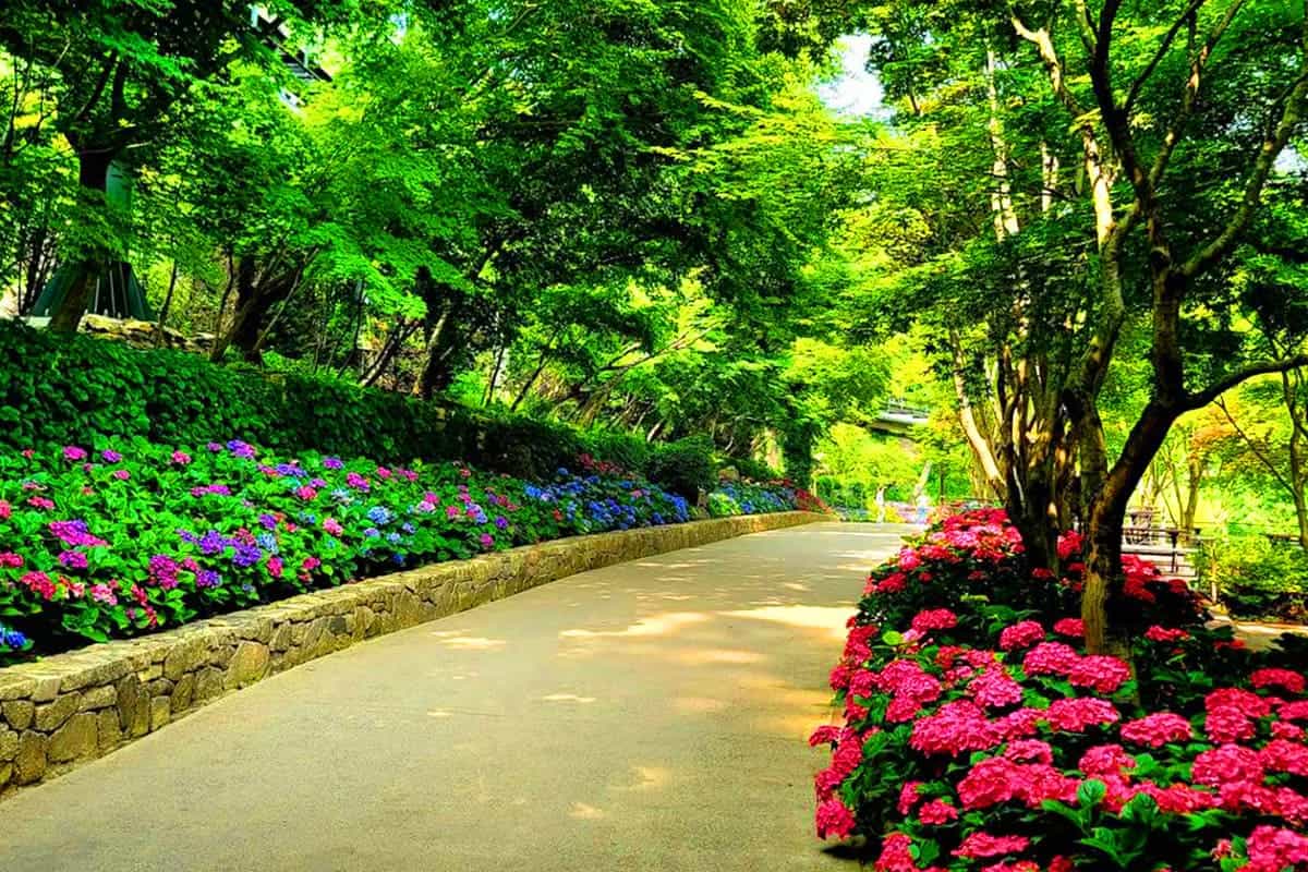 화담숲 수국 거리 풍경 