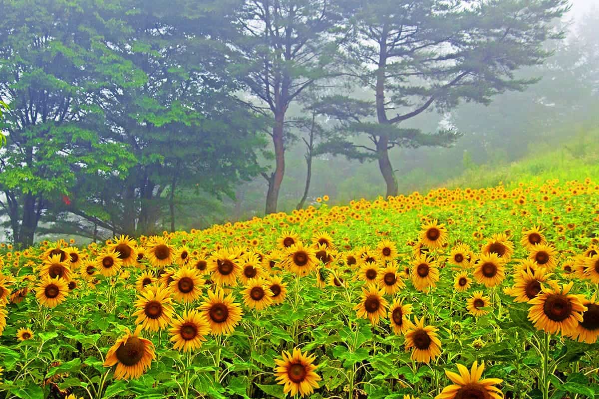 태백 해바라기꽃밭 