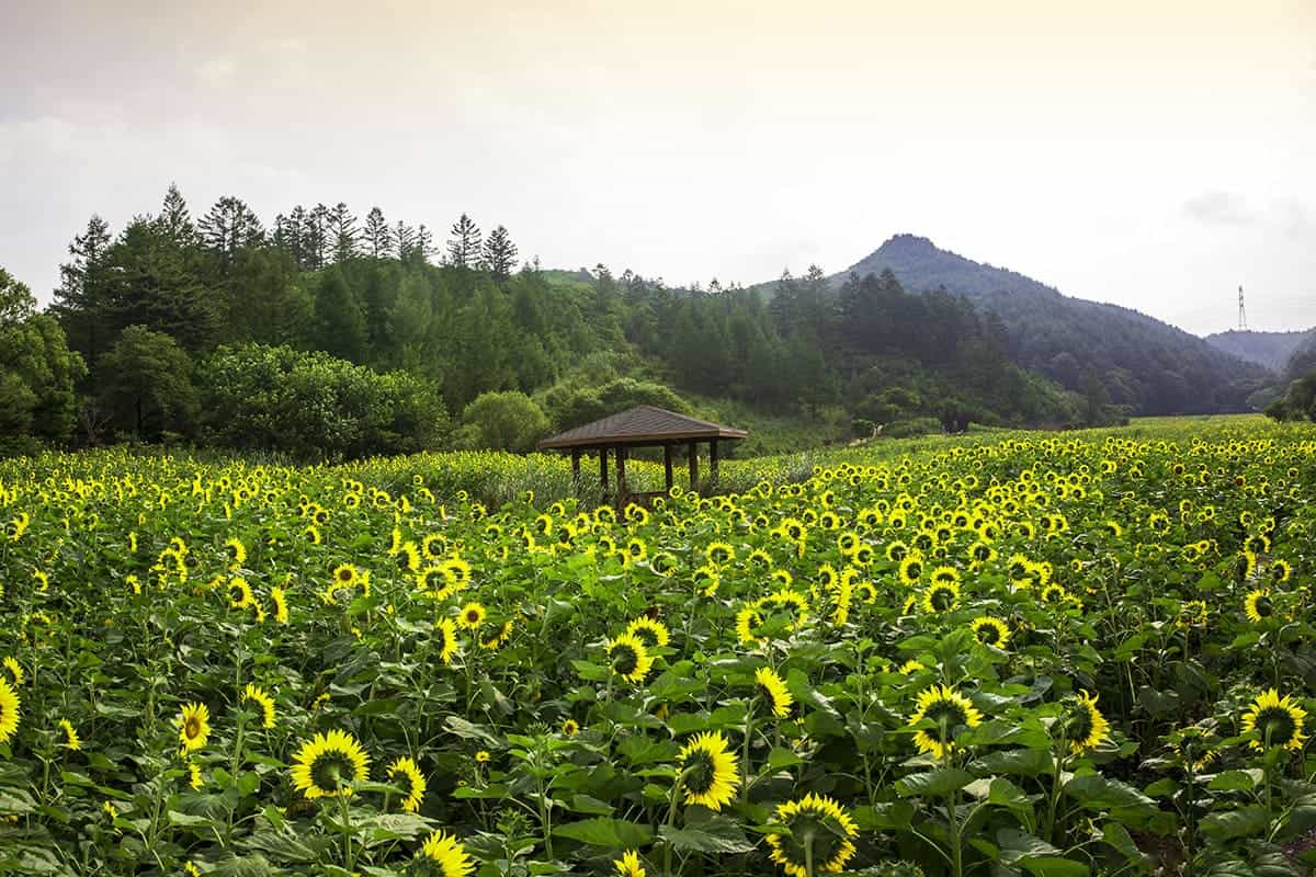 태백 해바라기 축제 / 게티이미지뱅크 태백 해바라기 축제 / 게티이미지뱅크