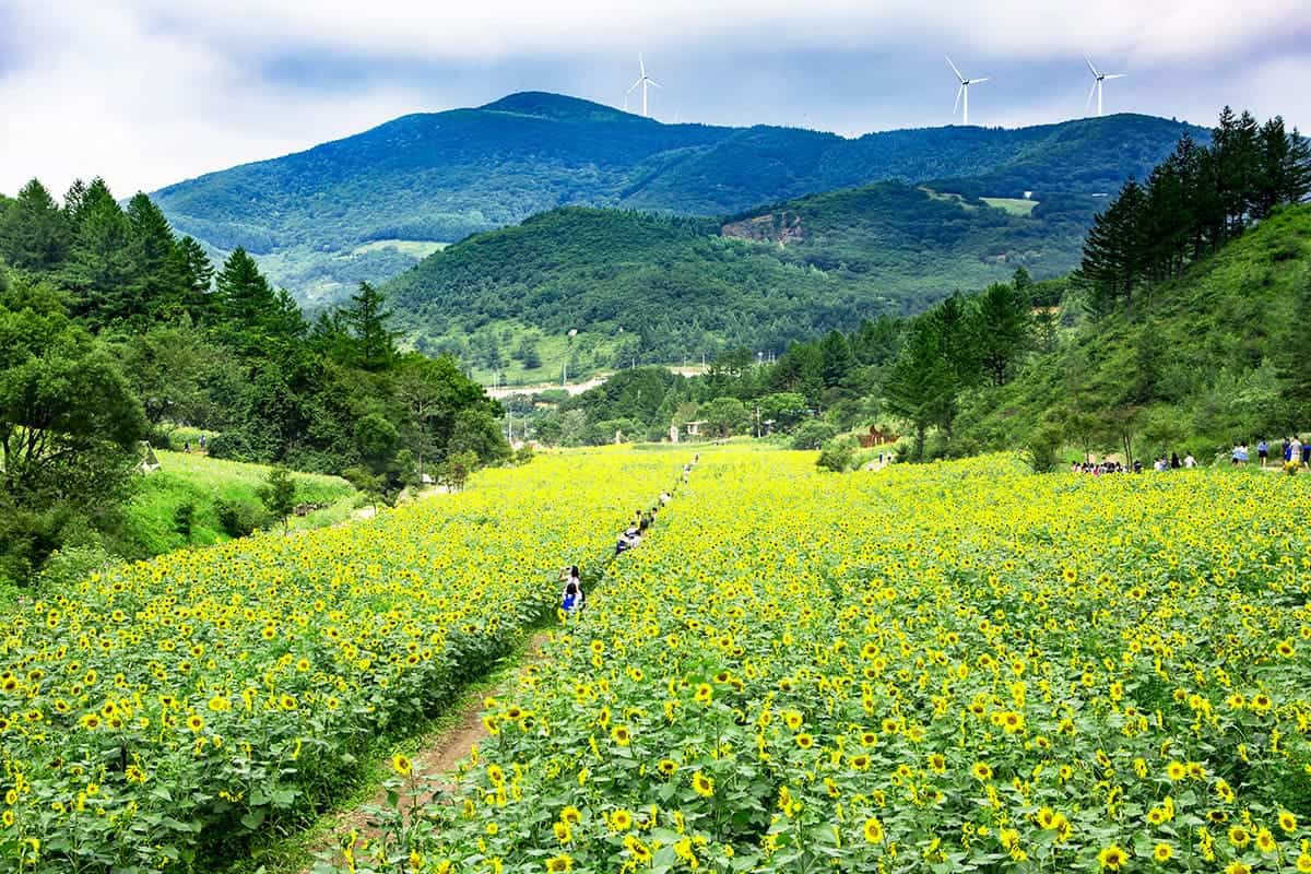 태백 해바라기 축제 / 게티이미지뱅크 태백 해바라기 축제 / 게티이미지뱅크