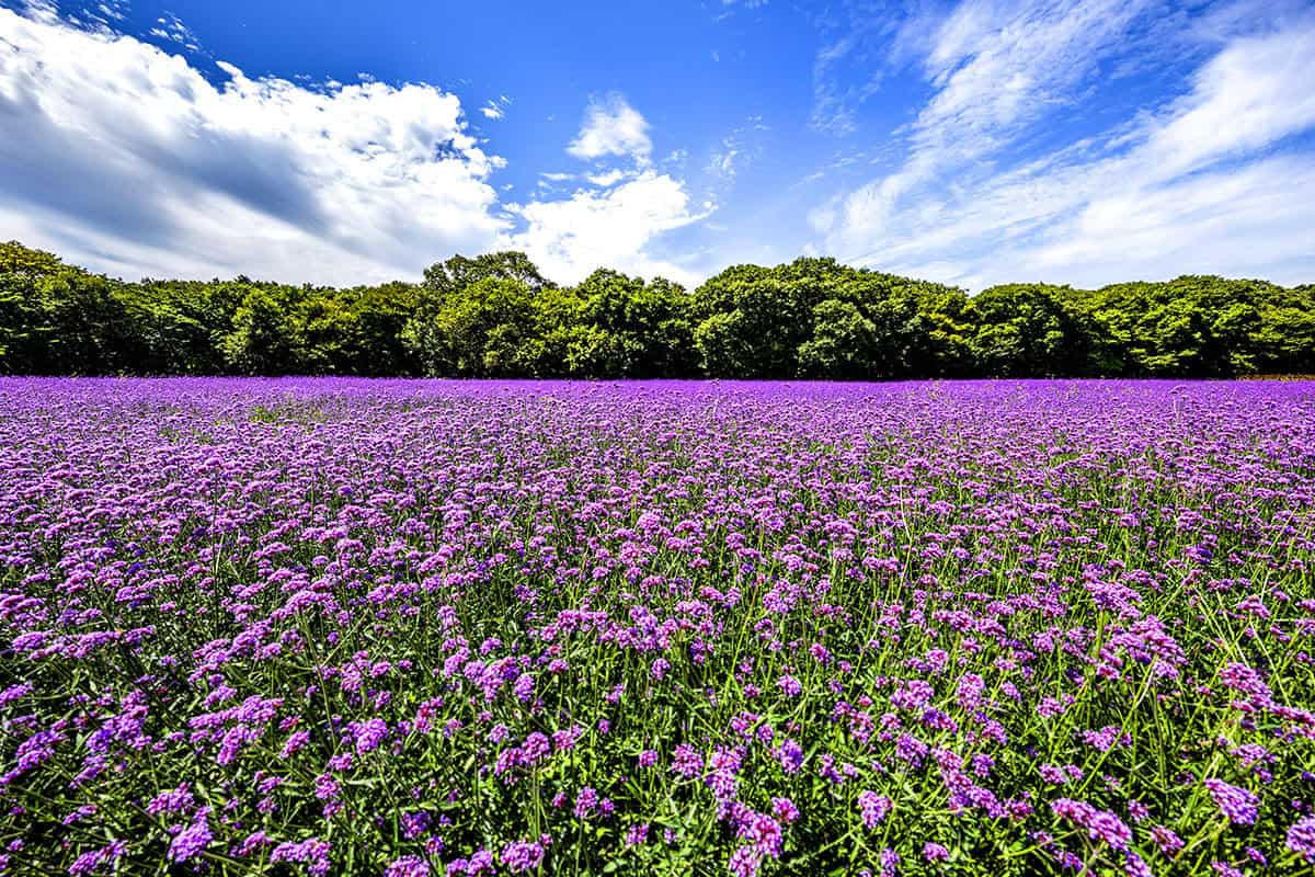 상림공원 버베나 / 사진=게티이미지뱅크 상림공원 버베나 / 사진=게티이미지뱅크