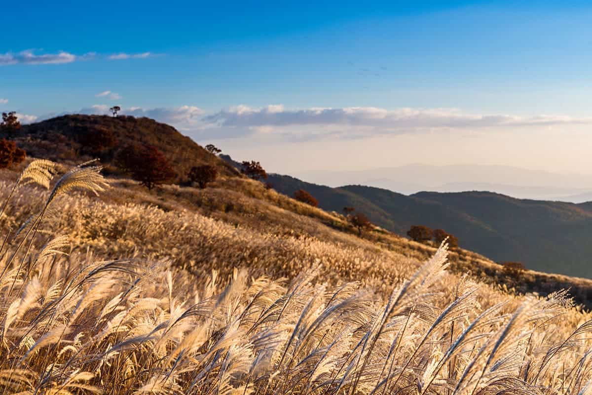 황매산 가을 억새 황매산 가을 억새