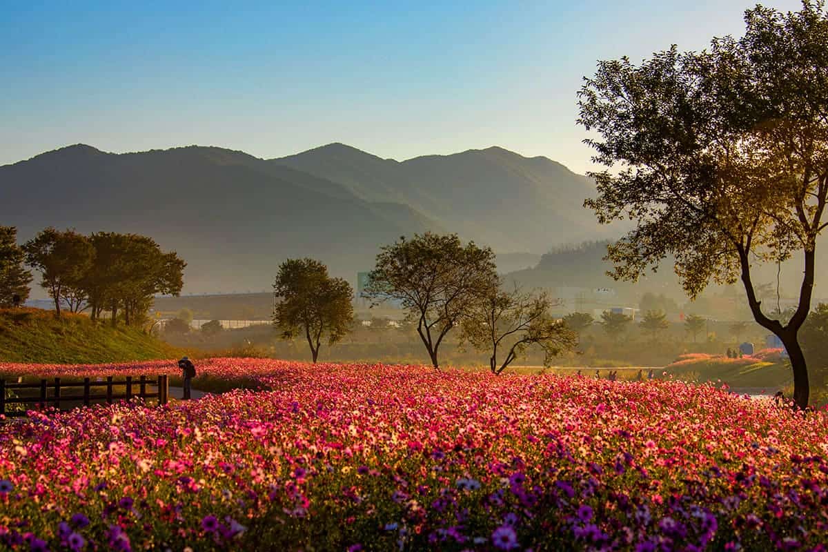황룡강 분홍 코스모스 황룡강 분홍 코스모스