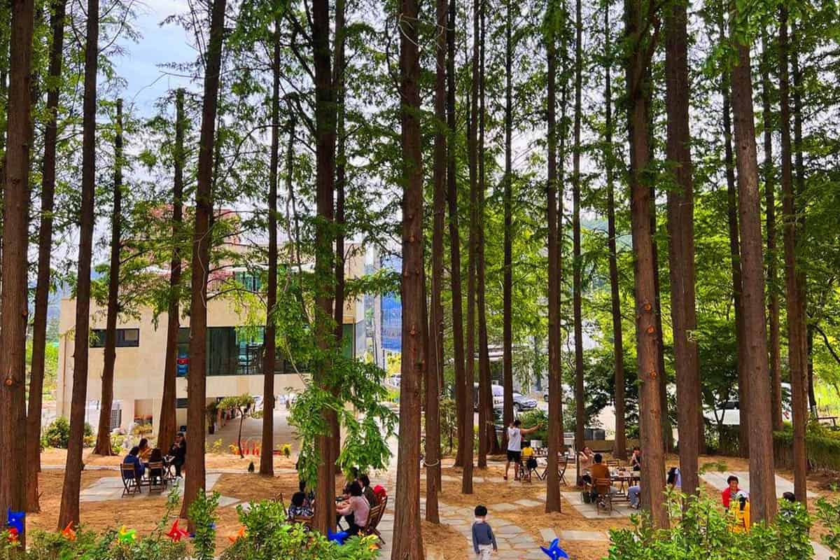 카페 빅트리 메타세쿼이아 숲 카페 빅트리 메타세쿼이아 숲