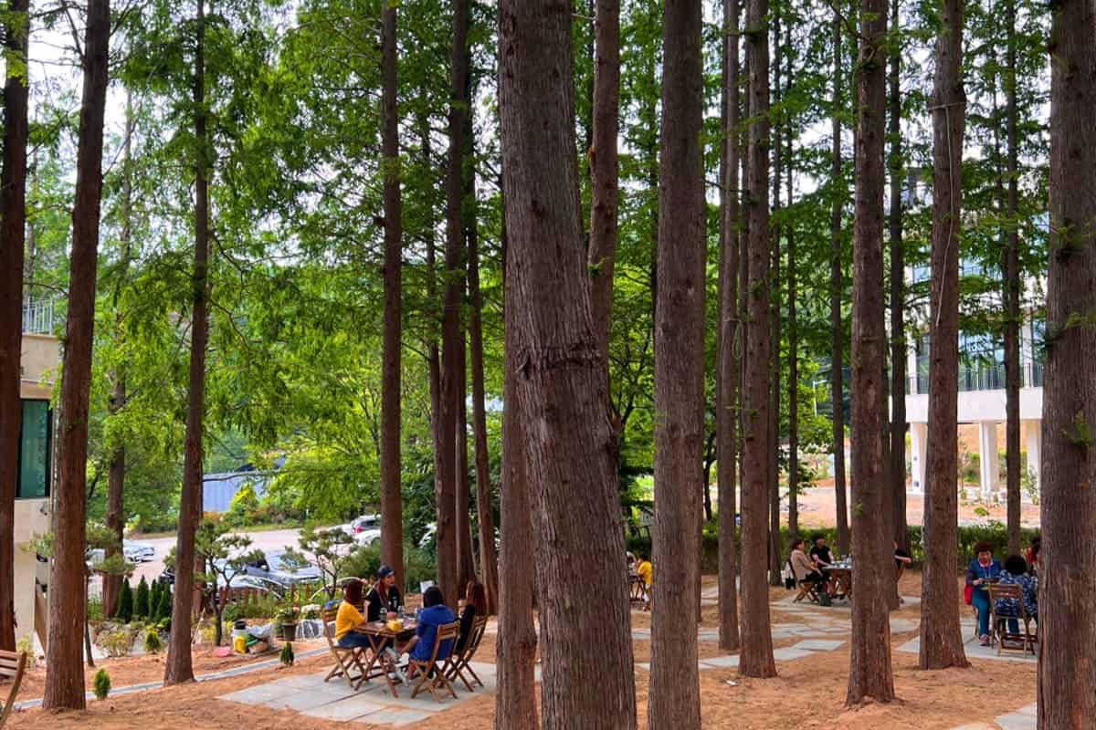 카페 빅트리 야외 정원 카페 빅트리 야외 정원