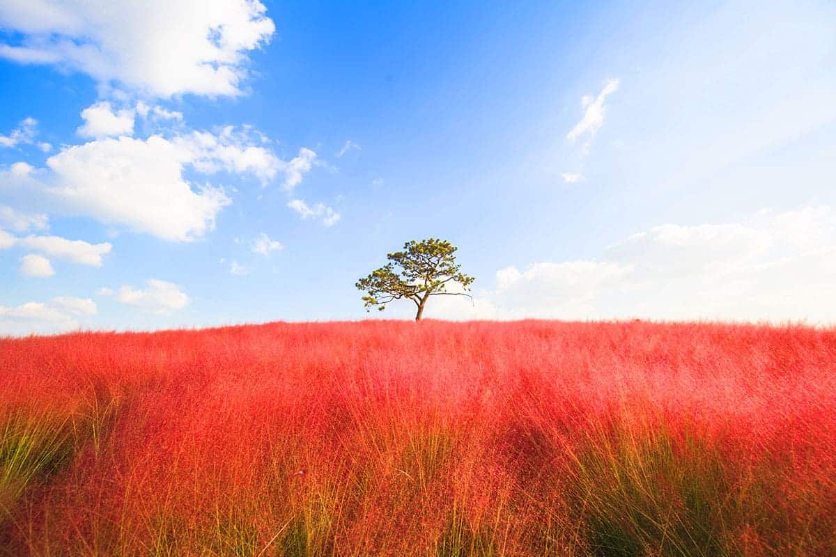 안성팜랜드 핑크뮬리밭 안성팜랜드 핑크뮬리밭