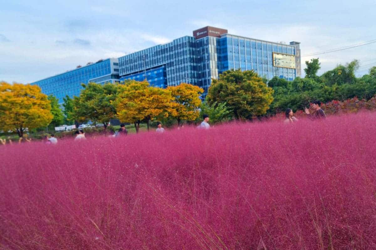 미사경정공원 핑크뮬리 미사경정공원 핑크뮬리