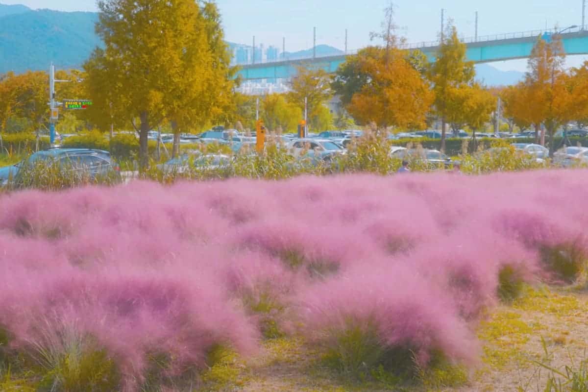 부산 대표 핑크뮬리 명소?대저생태공원 부산 대표 핑크뮬리 명소?대저생태공원