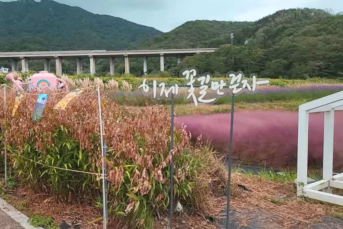 광산마을농업단지의 핑크뮬리 광산마을농업단지의 핑크뮬리