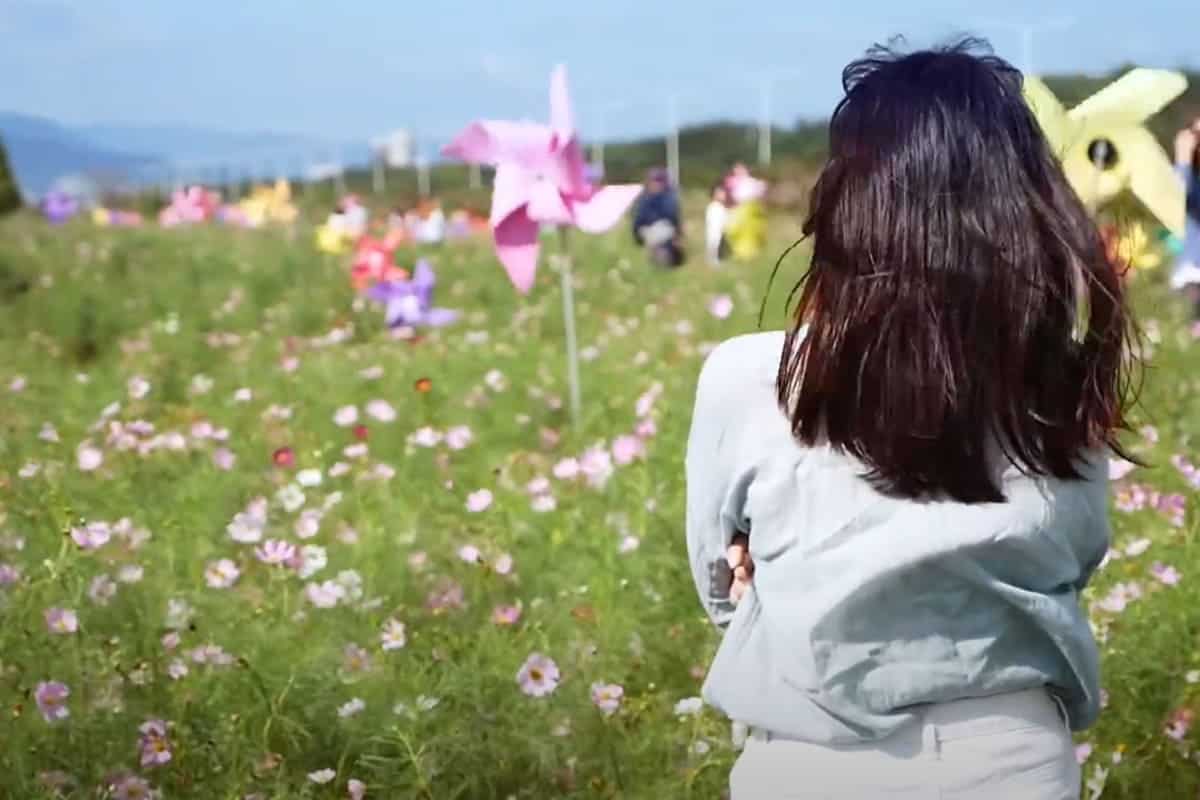 여러가지 가을 꽃을 볼 수 있는?삼락생태공원 여러가지 가을 꽃을 볼 수 있는?삼락생태공원