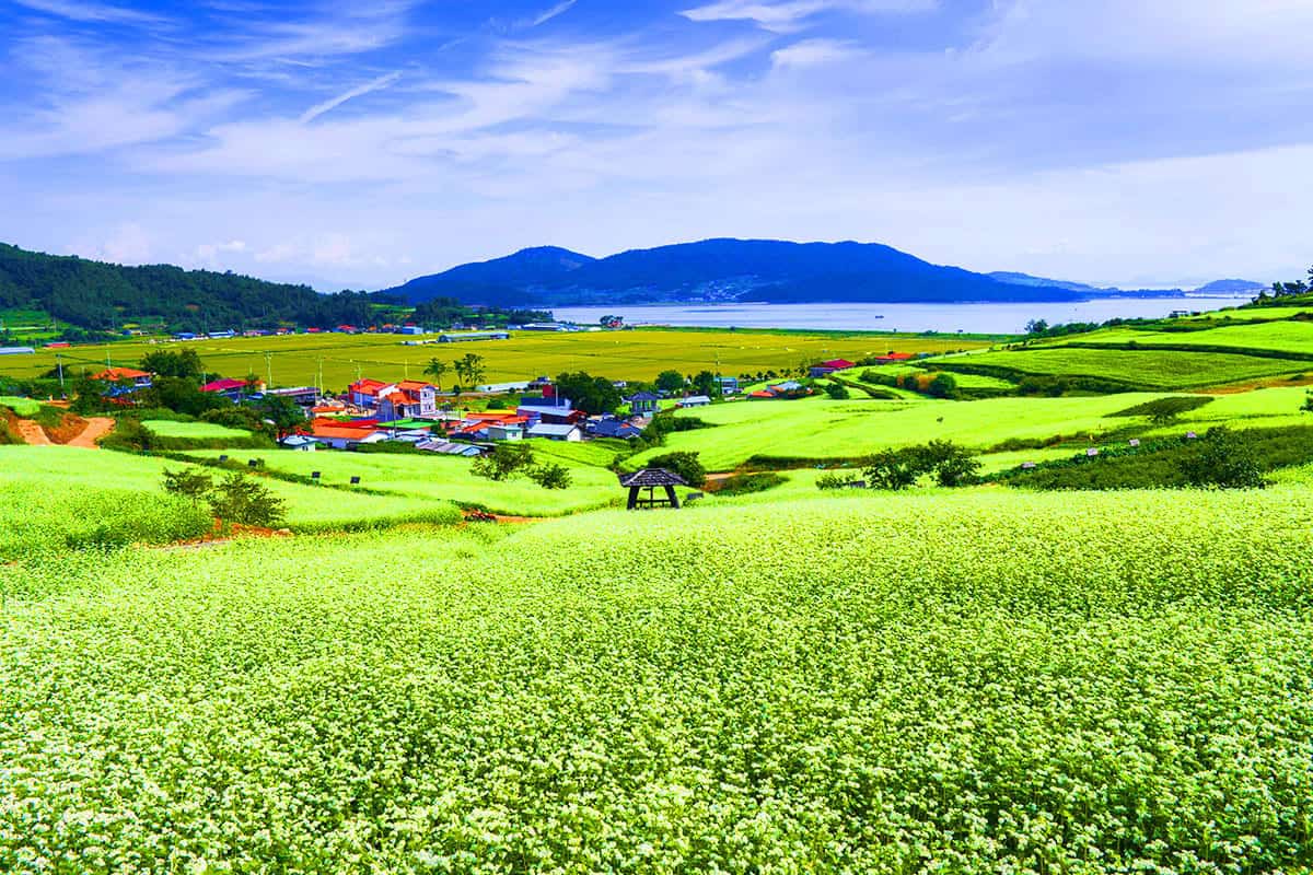 선학동 마을 메밀꽃밭 선학동 마을 메밀꽃밭