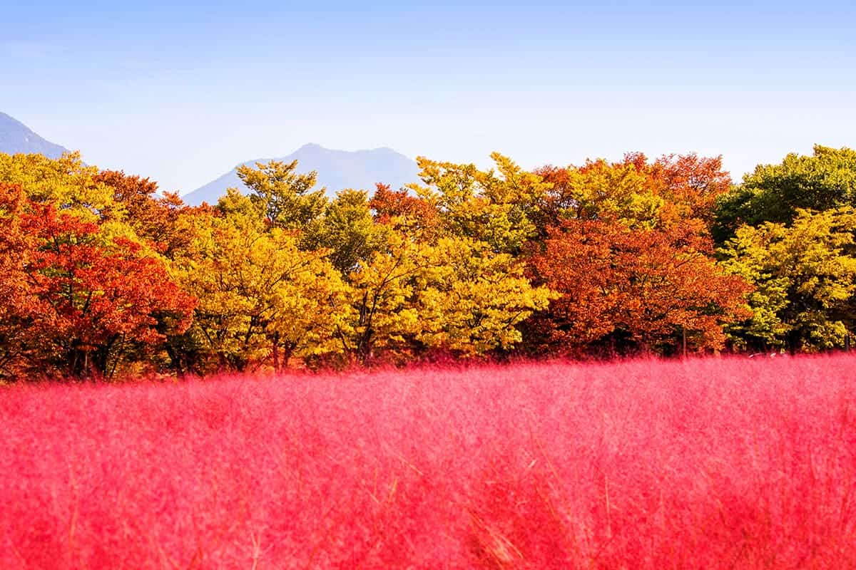 미사리 경정공원 단풍과 핑크뮬리 미사리 경정공원 단풍과 핑크뮬리