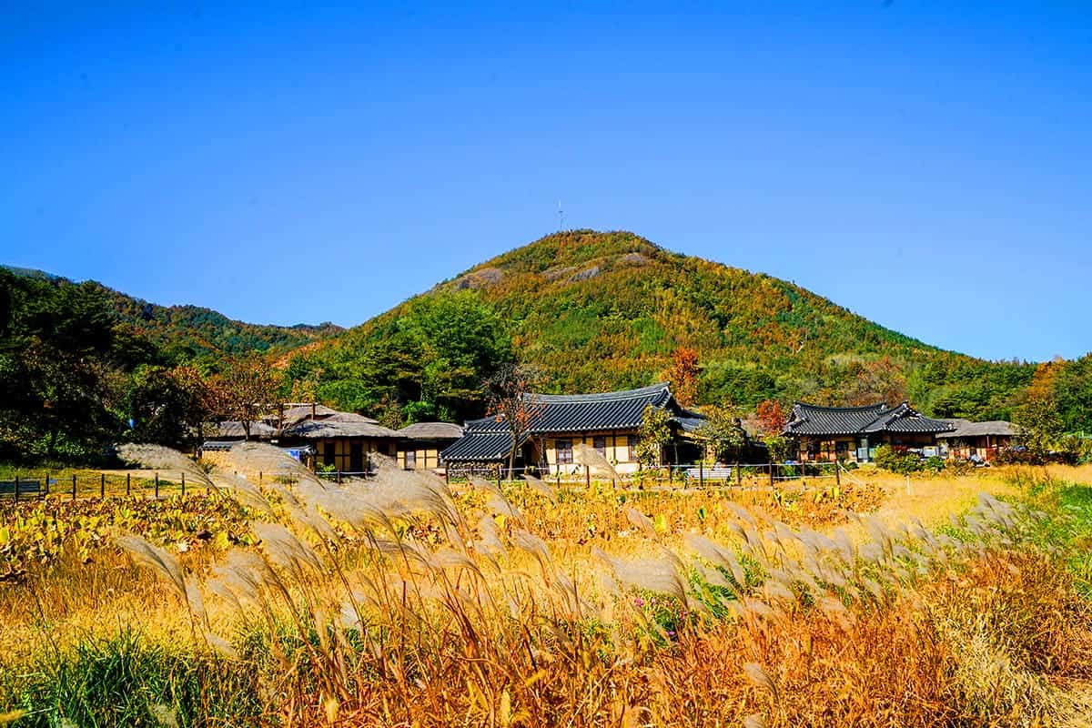 왕곡마을 가을 억새 왕곡마을 가을 억새