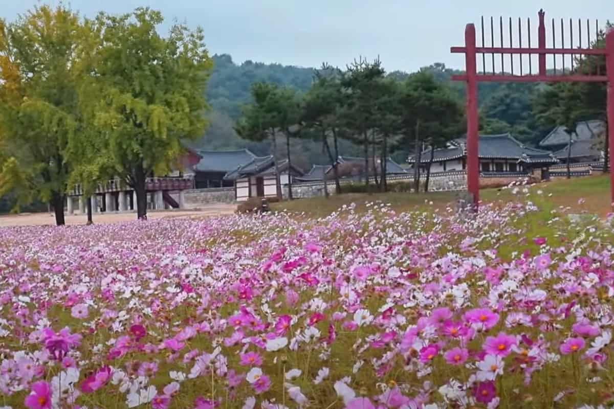 돈암서원 앞 코스모스 밭