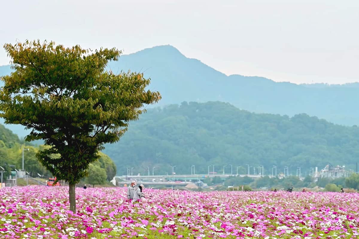 도심 속에서 코스모스를 볼 수 있는 수변문화원