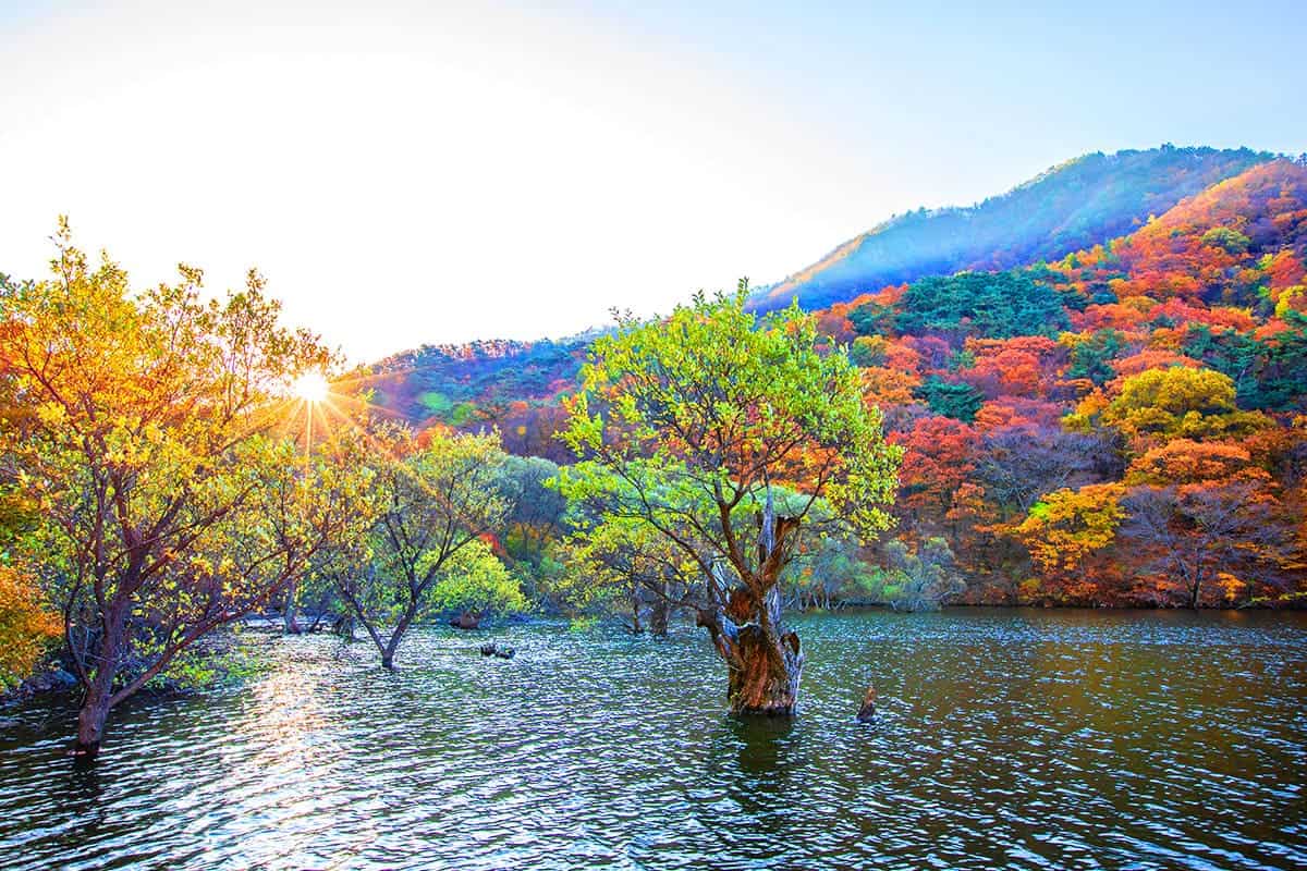 주산지 가을 단풍 