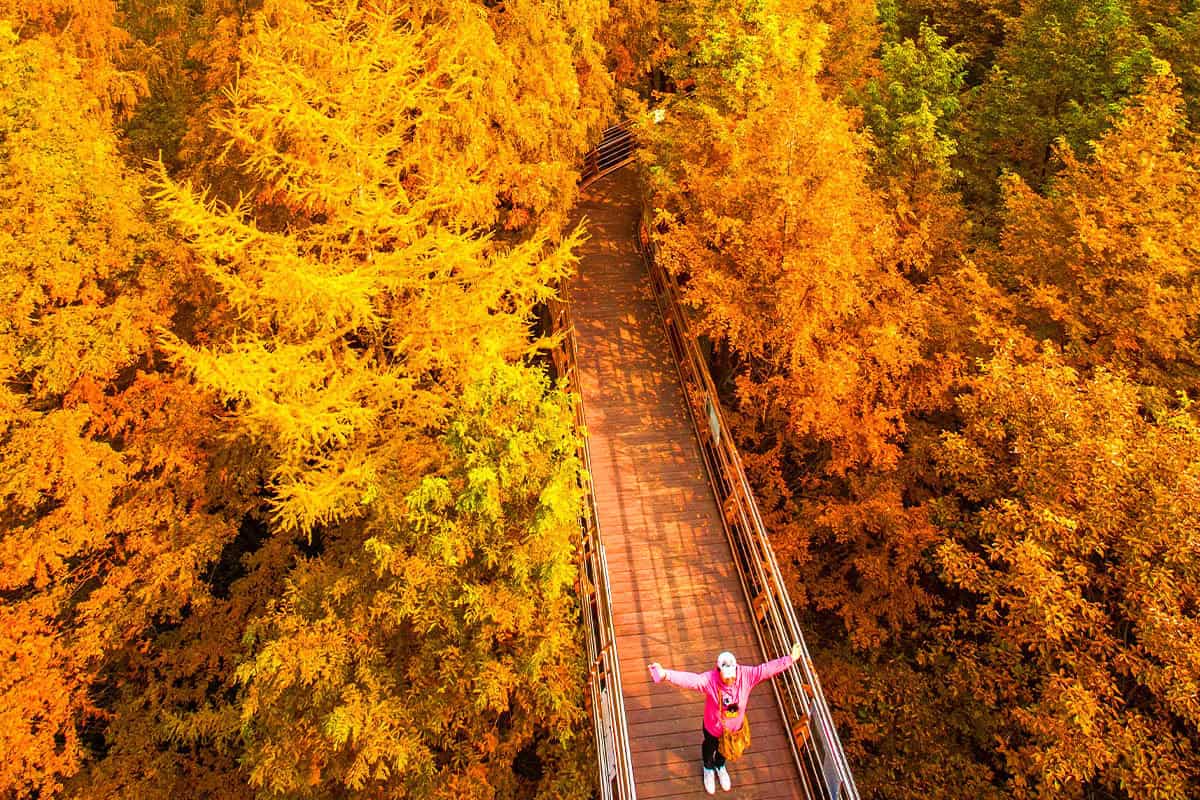장태산 주황빛 메타세쿼이아길 