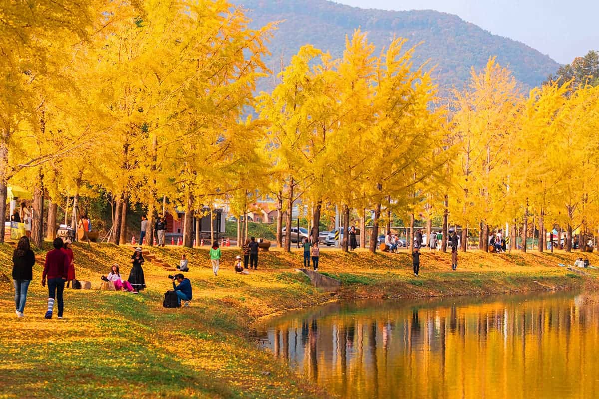 문광저수지 황금빛 은행나무 