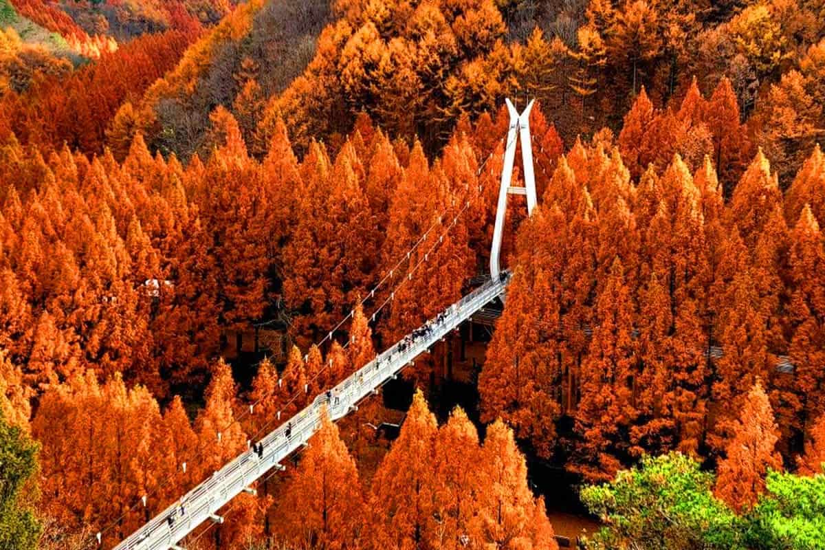 장태산에 찾아온 가을 단풍  