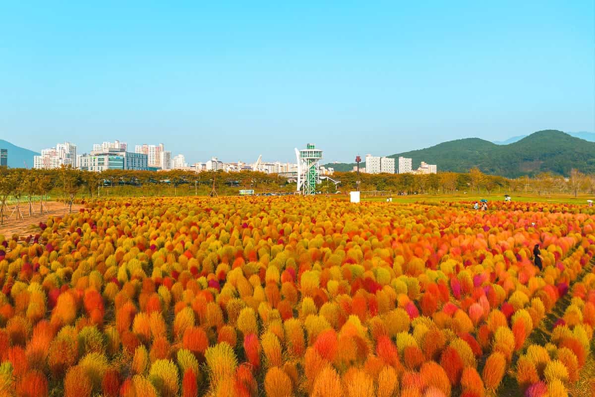 황산공원 가을 풍경 황산공원 가을 풍경