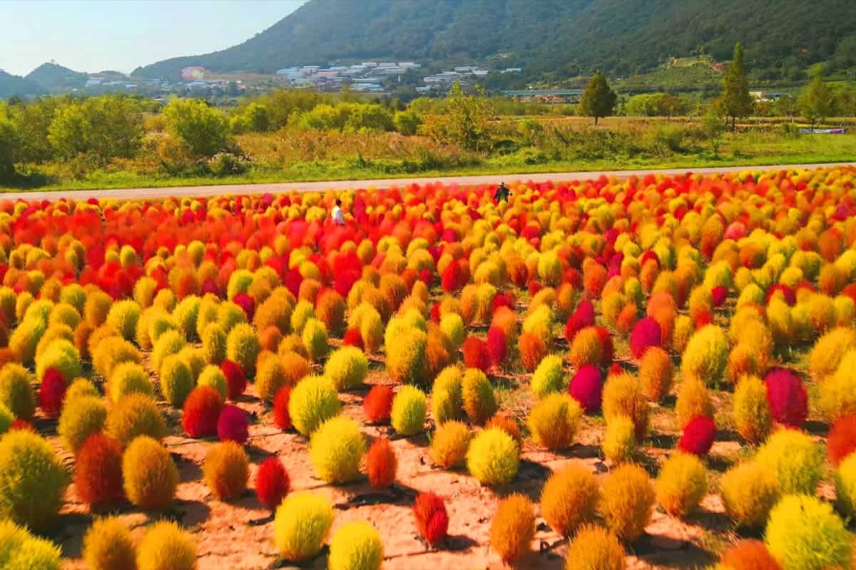 양산 황산공원 댑싸리 양산 황산공원 댑싸리