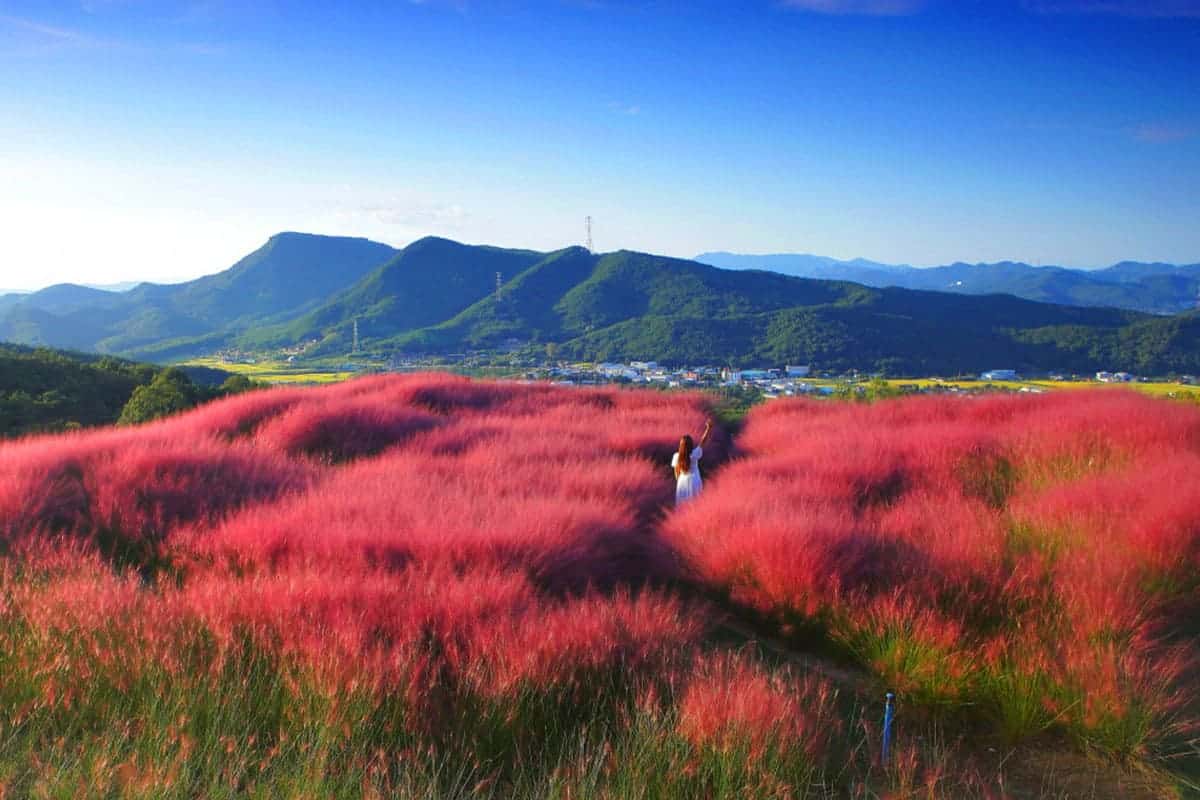 가산수피아 핑크뮬리 자연 절경 가산수피아 핑크뮬리 자연 절경