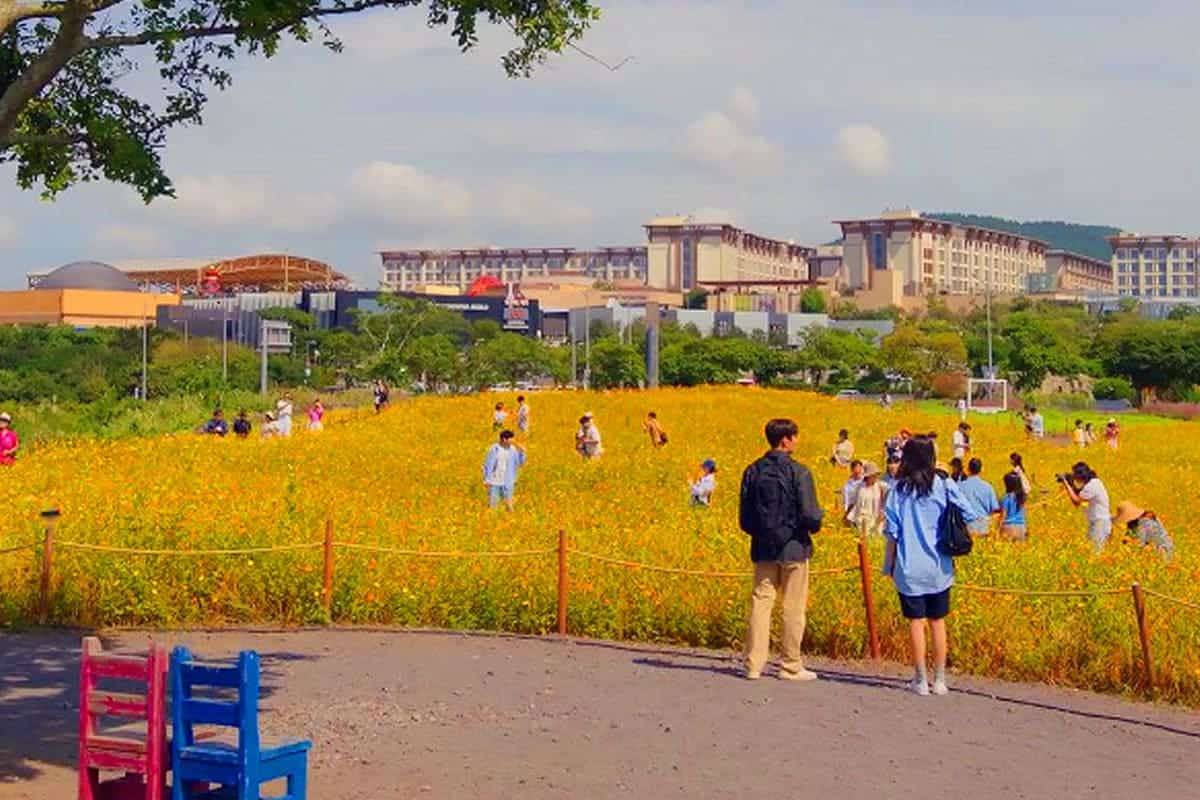 제주 신화가든 황화 코스모스 풍경 제주 신화가든 황화 코스모스 풍경