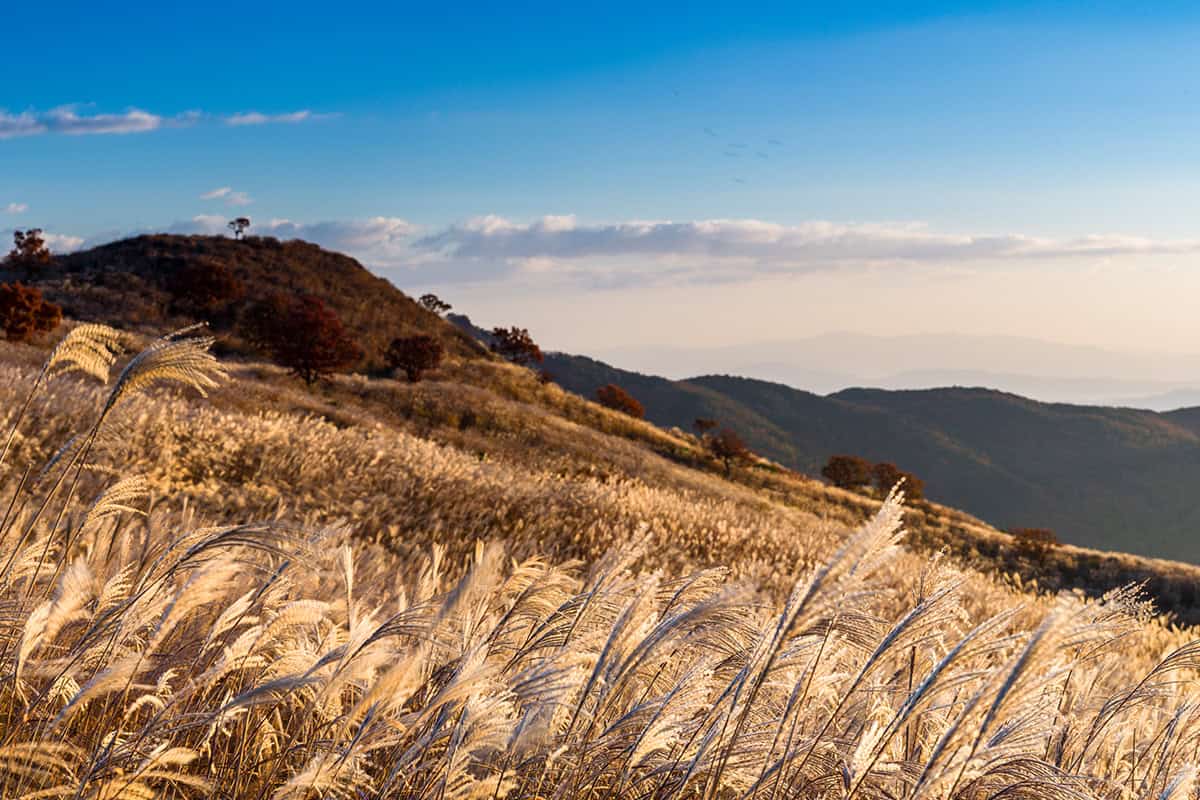 황매산 억새 / 사진=게티이미지뱅크? 황매산 억새 / 사진=게티이미지뱅크?