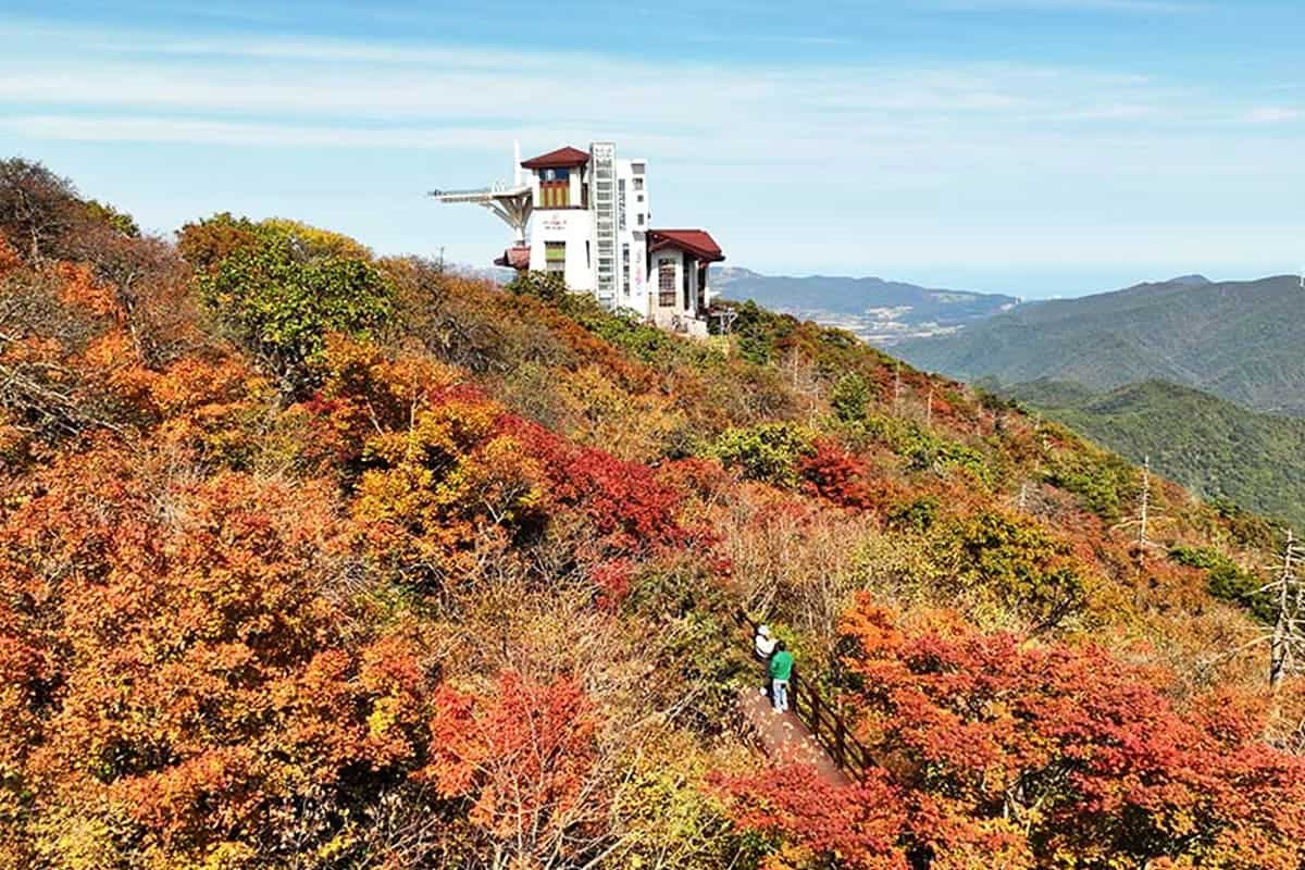 발왕산 천년주목숲길 / 평창문화관광 발왕산 천년주목숲길 / 평창문화관광