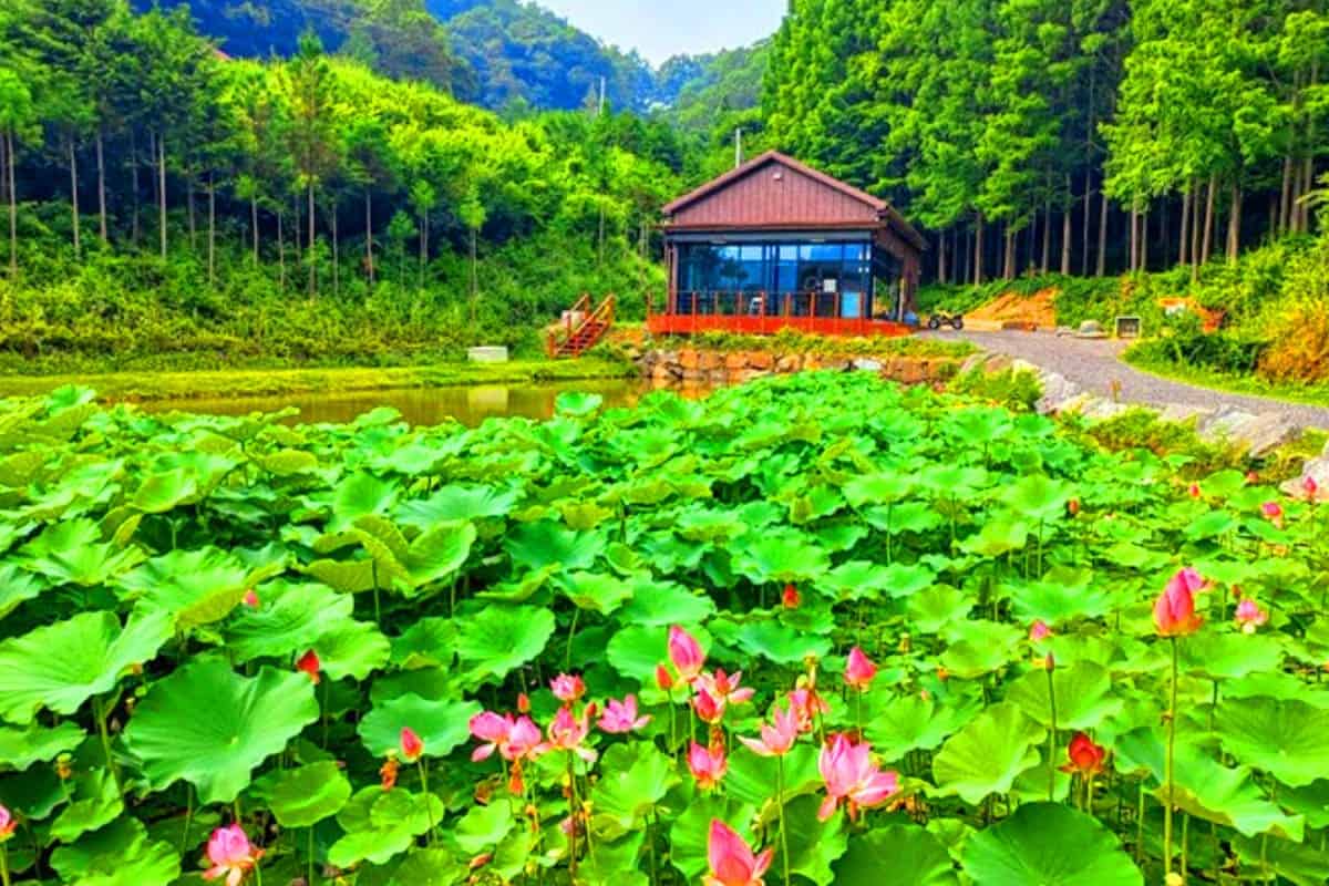 화인산림욕장 연못 화인산림욕장 연못