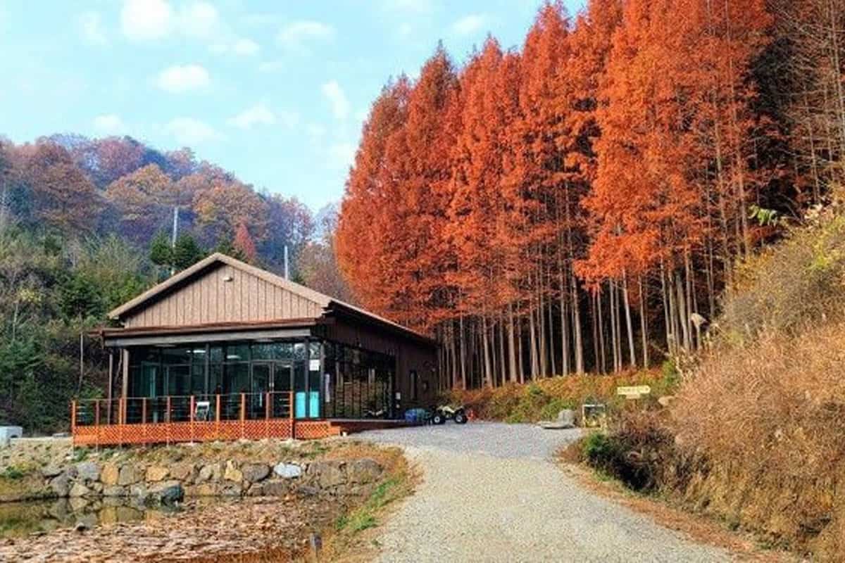 화인산림욕장의 가을 풍경 화인산림욕장의 가을 풍경