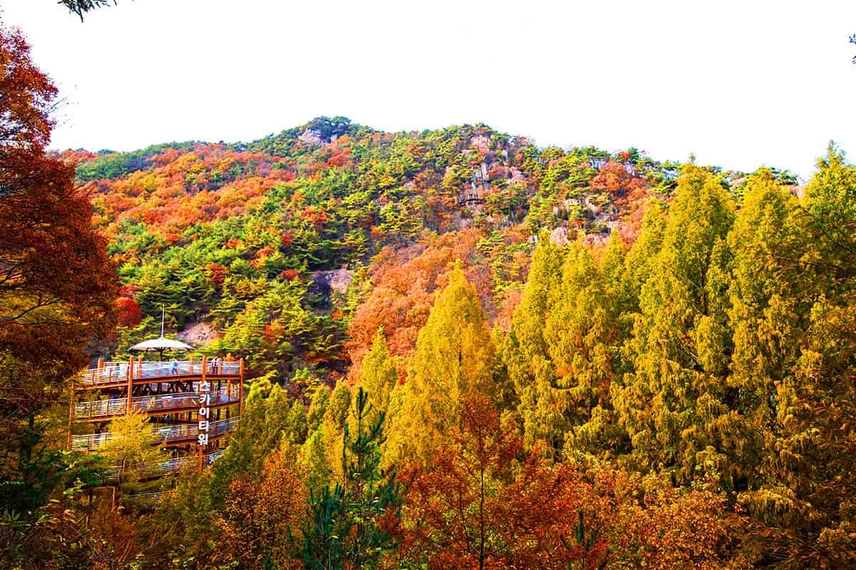 장태산자연휴양림 형형색색 추경 장태산자연휴양림 형형색색 추경