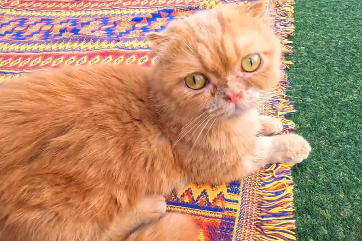 고양이역 사랑스런 냥이 고양이역 사랑스런 냥이