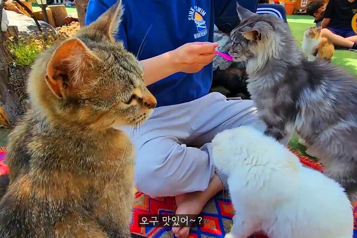 고양이역 고양이와 교감 고양이역 고양이와 교감