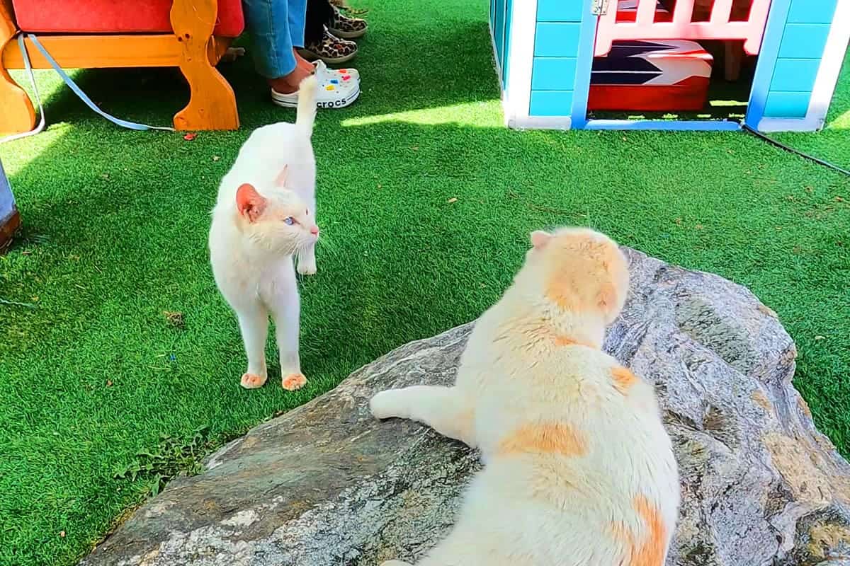 고양이역 자유로운 냥이 고양이역 자유로운 냥이