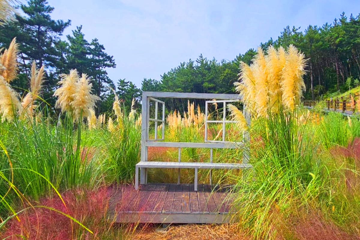 숲소리공원 가을 핑크뮬리와 팜파스 숲소리공원 가을 핑크뮬리와 팜파스