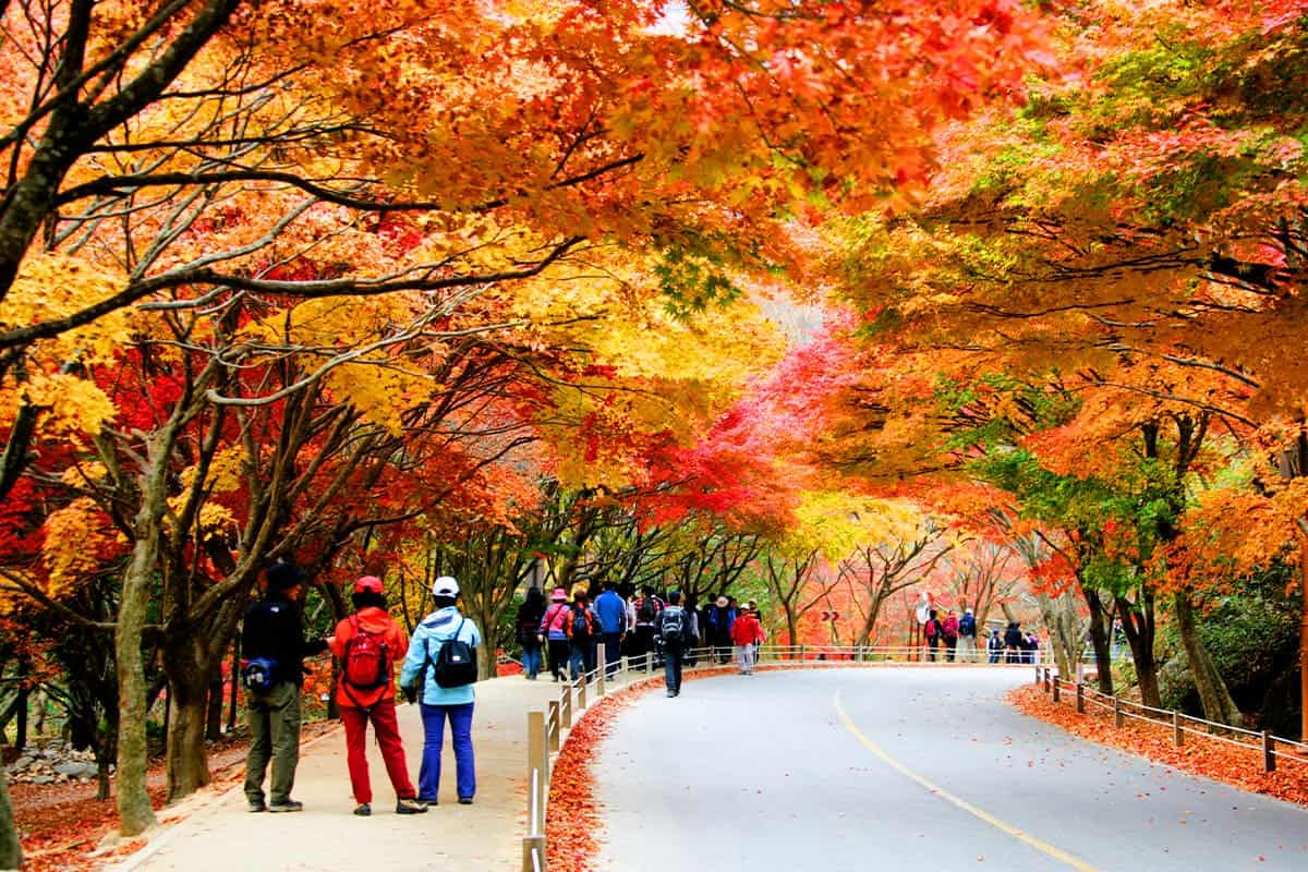 내장산국립공원 가을 트래킹 