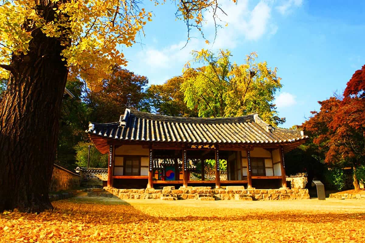 무성서원 황금빛 은행나무  